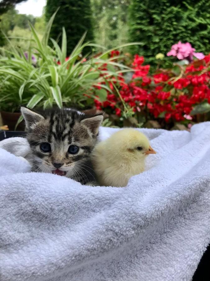 Agroturismo Anziola Oiartzun Dış mekan fotoğraf