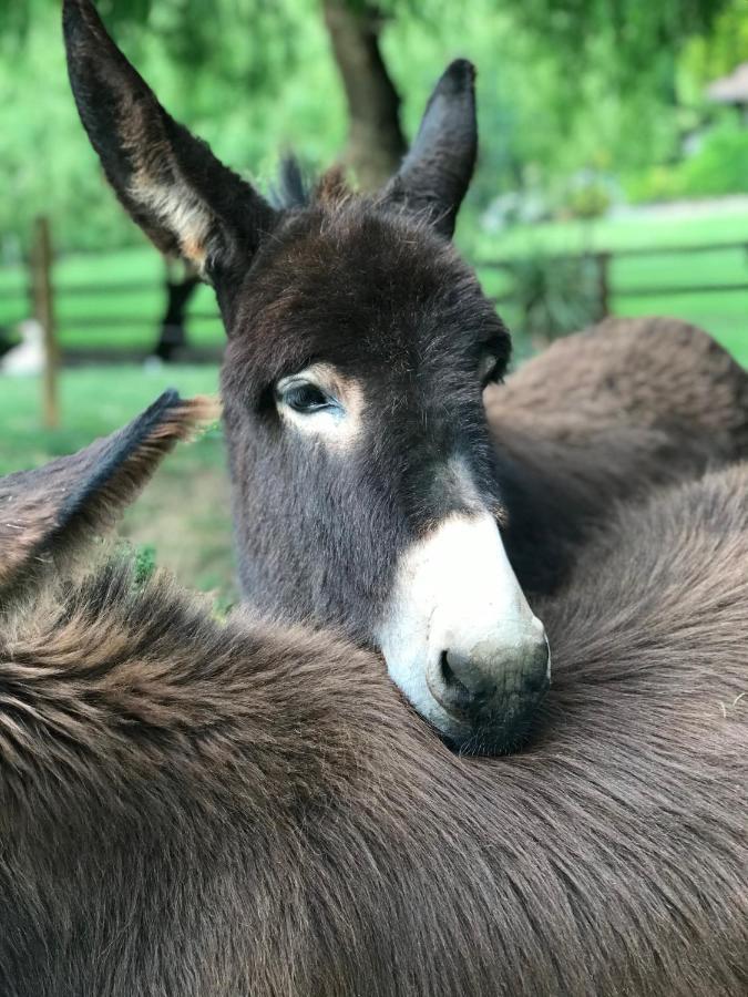 Agroturismo Anziola Oiartzun Dış mekan fotoğraf