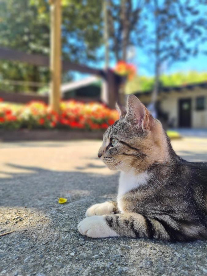 Agroturismo Anziola Villa Oiartzun Dış mekan fotoğraf